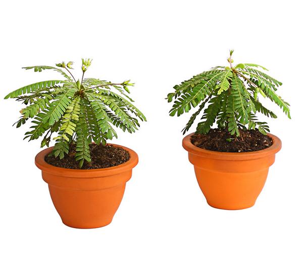 Südseepalme - Biophytum sensitivum, 2er-Set