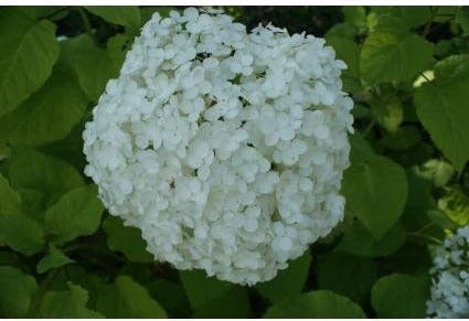 Bolhortensia (Hydrangea arborescens 'Annabelle') D 17 H 30 cm