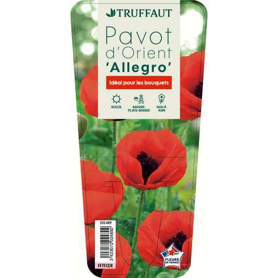 Pavot d'Orient Allegro : godet vert