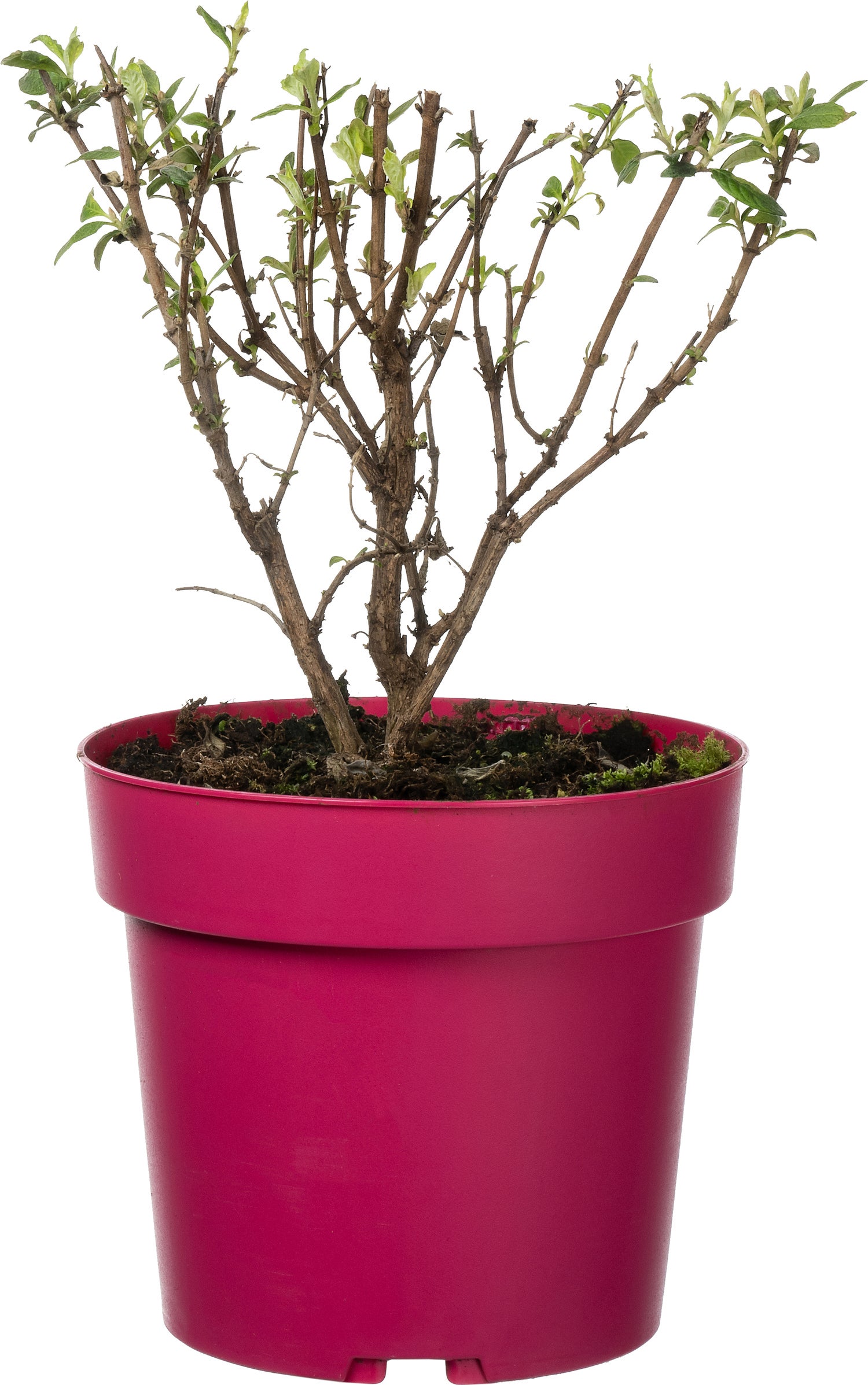 Dwergvlinderstruik (Buddleja davidii 'BC Little Ruby') D 19 H 45 cm