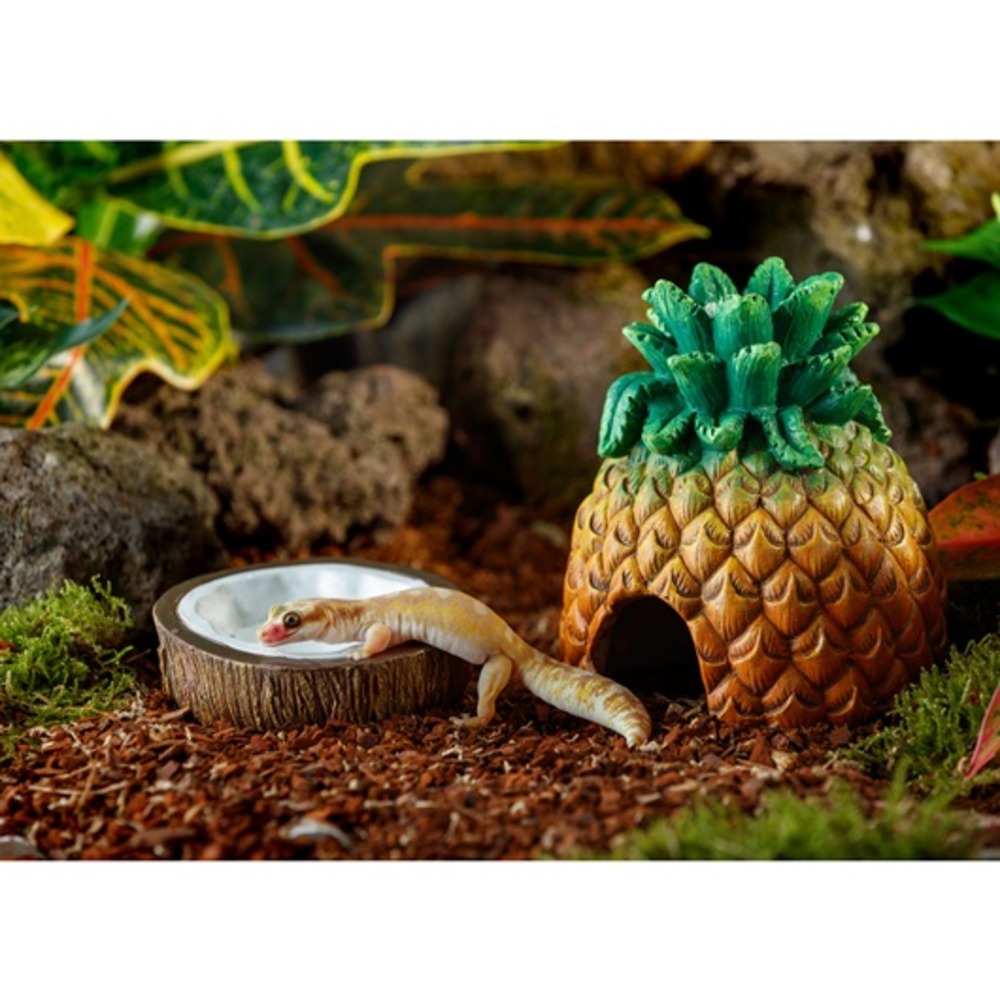 Bol à eau en forme de noix de coco reptiles