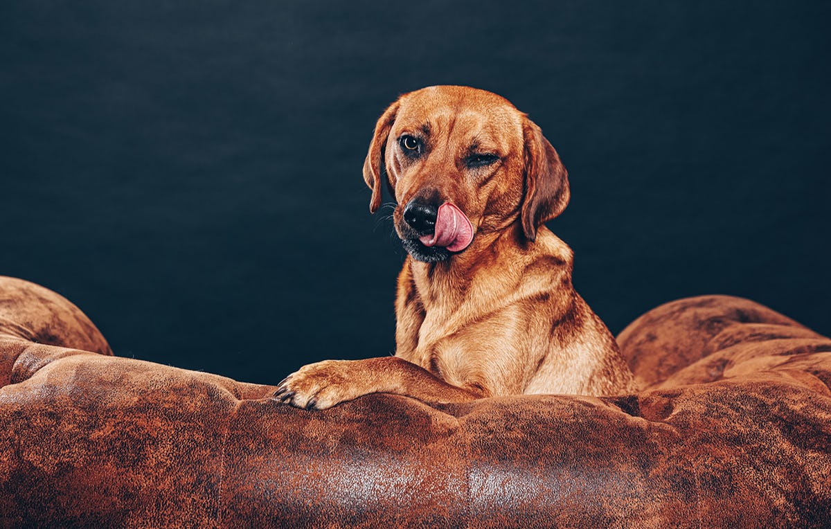Tier Fotoshooting Leverkusen - Geschenk