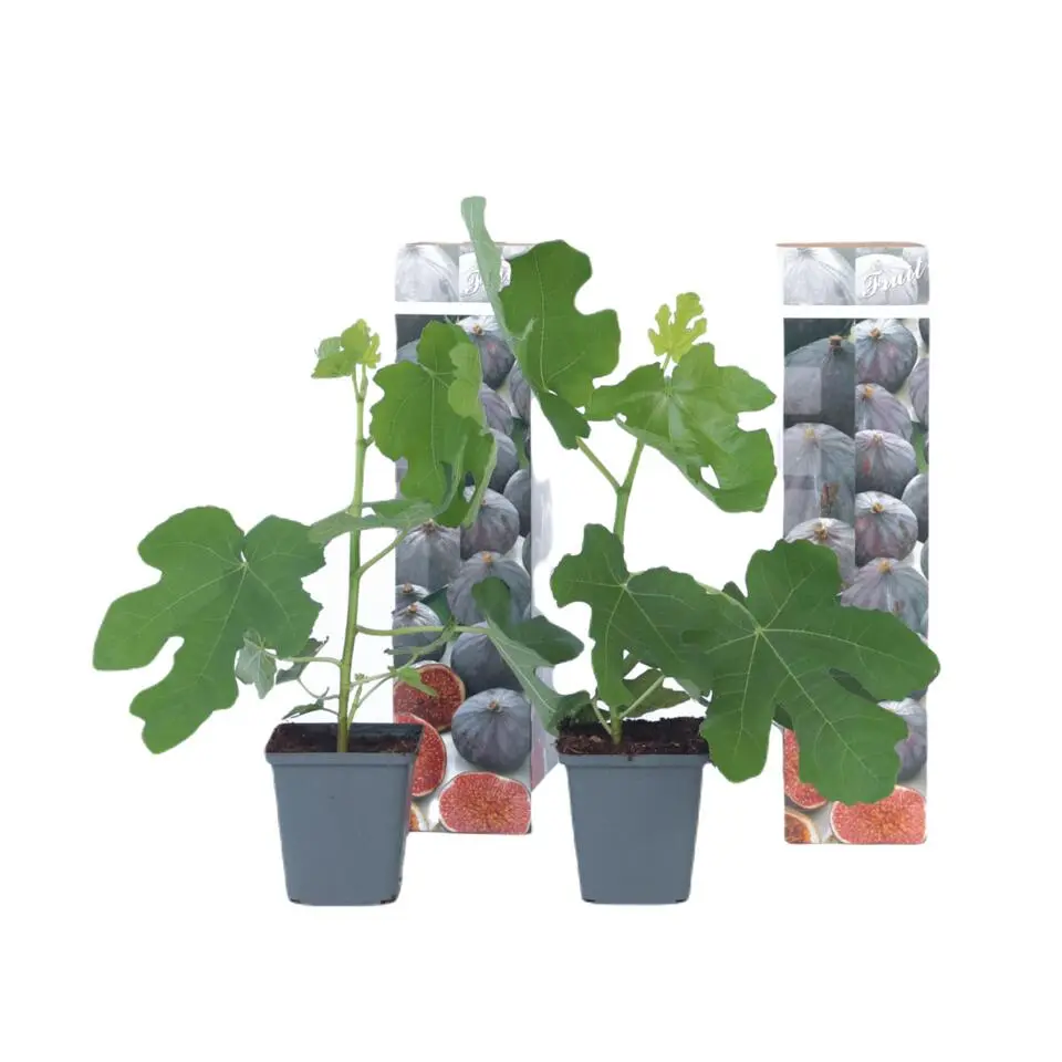 Vijgenboom - Set van 2 - Ficus carica 'Brown Turkey' - Hoogte 25-40cm - ⌀9cm