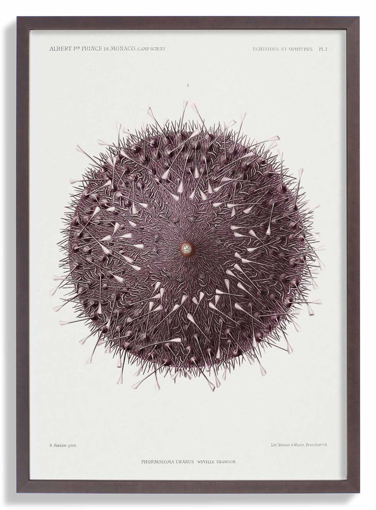 Seeigel