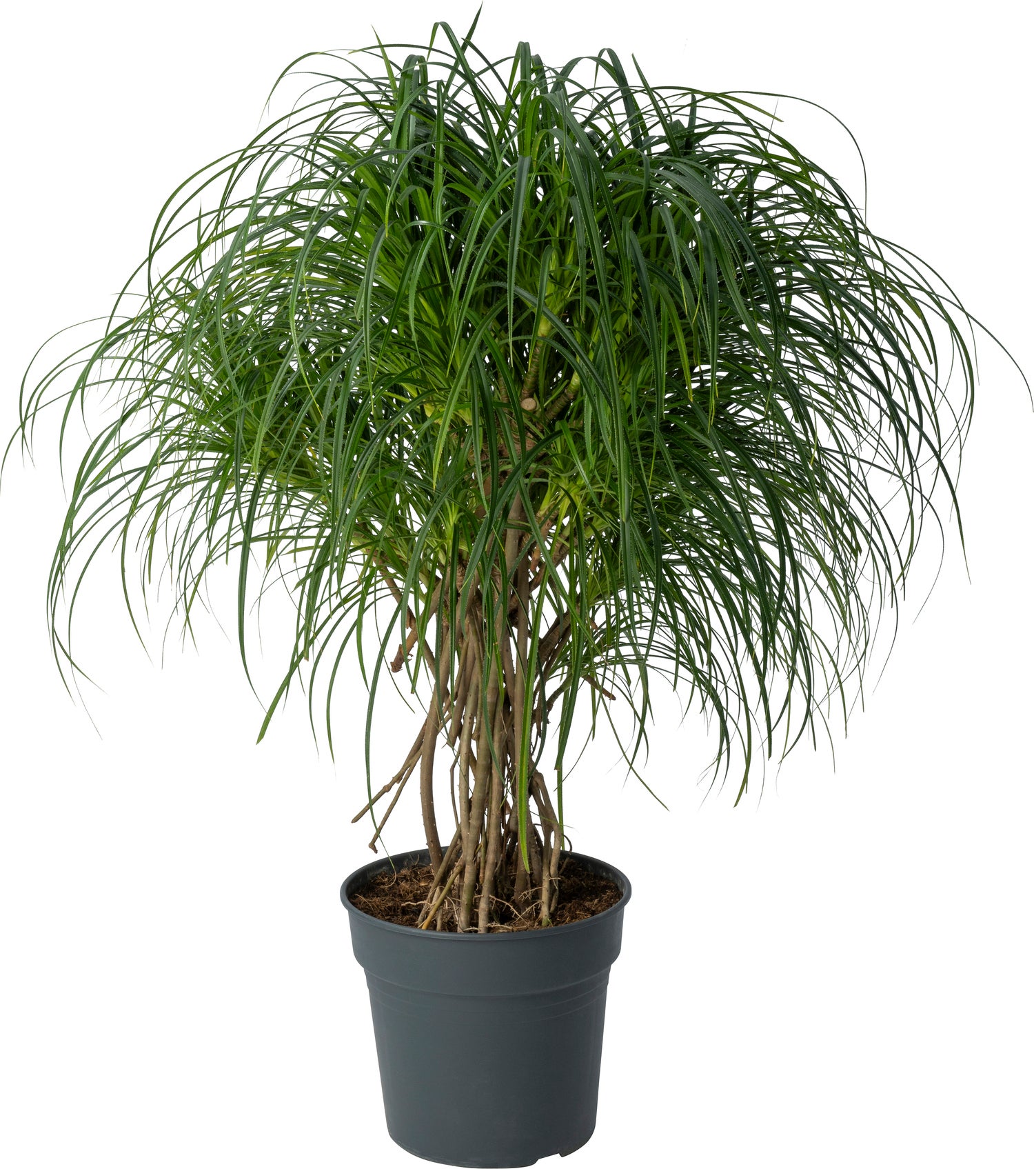 Schroefpalm (Pandanus stellatus) D 30 H 115 cm