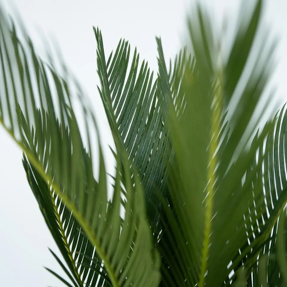 Vredespalm - Cycas revoluta - Hoogte 45-60cm - ⌀15cm