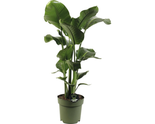 Boom Strelitzia FloraSelf Strelitzia Nicolai H 100-110 cm Ø 24 cm Pot 3-pack