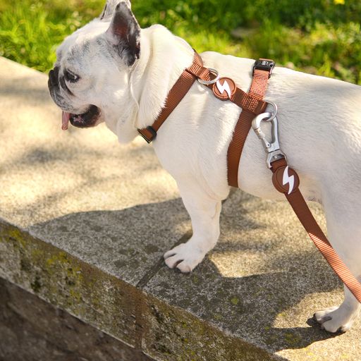Guia para cães em nylon marrom Dashi