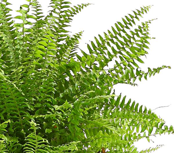 Schwertfarn - Nephrolepis exaltata 'Sonata'