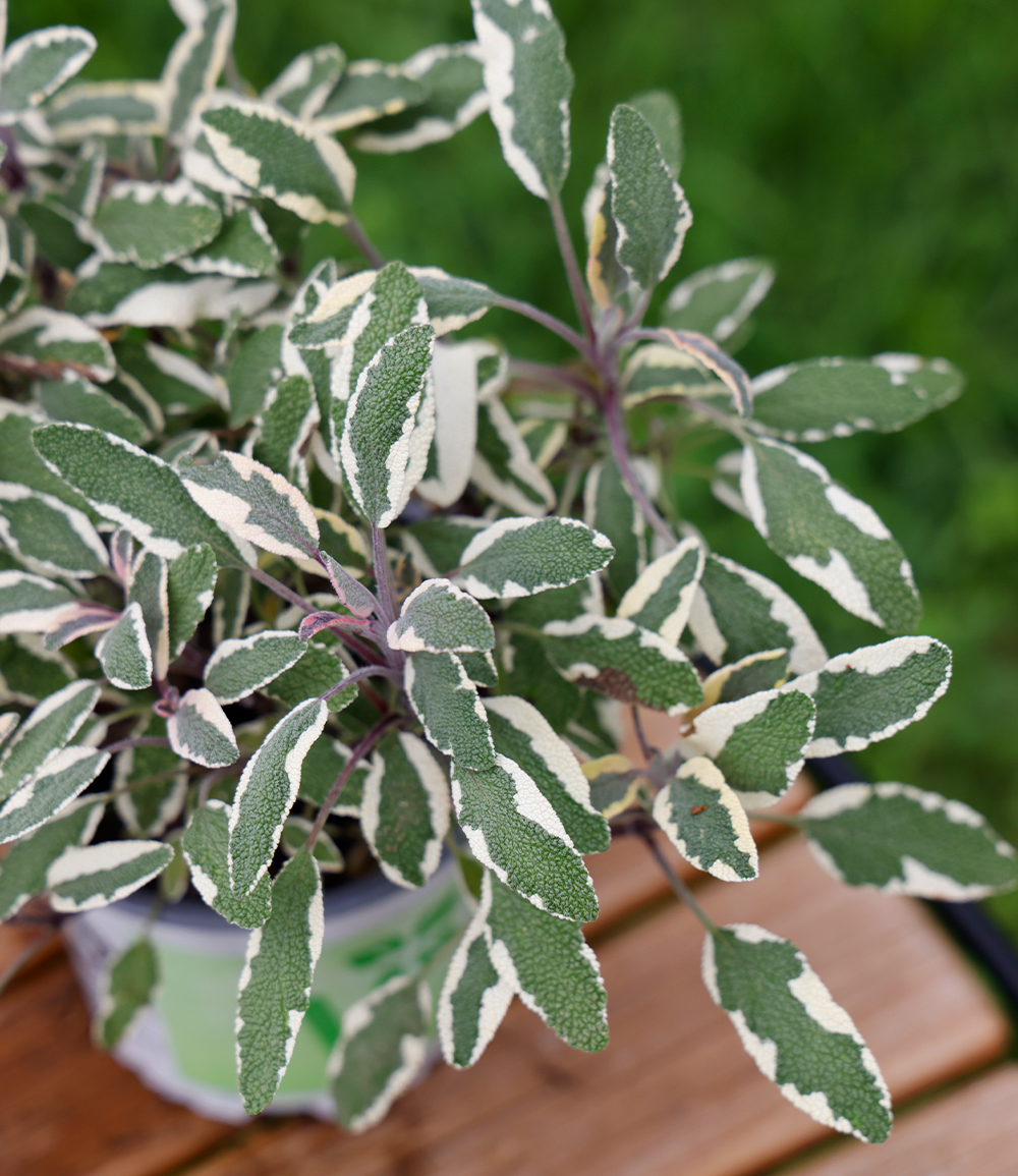 Salbei 'Mandala® Tricolor'