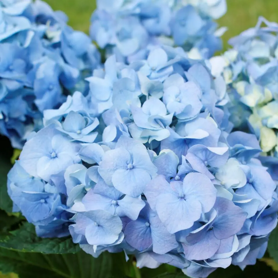 Hortensia - Set van 3 - Hydrangea macrophylla - Hoogte 25-40cm - ⌀9cm