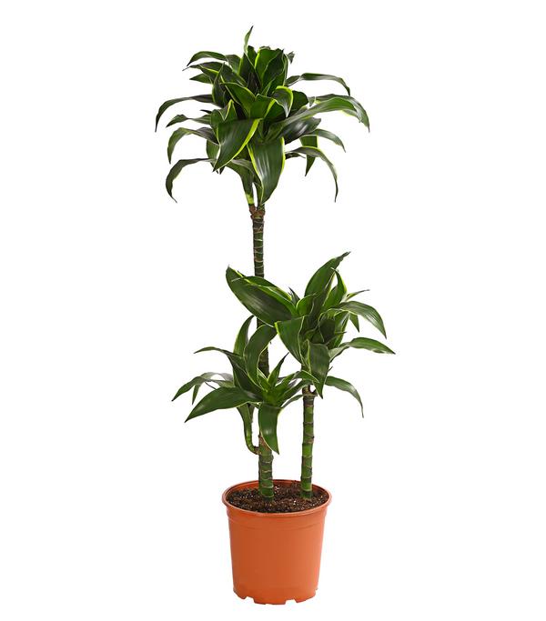 Drachenbaum - Dracaena deremensis 'Dorado'