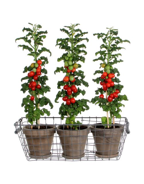 Mica Decorations Terracotta Pot Met Schotel Set Van 3 - Bloempotsets - 41x14x12 cm Grijs