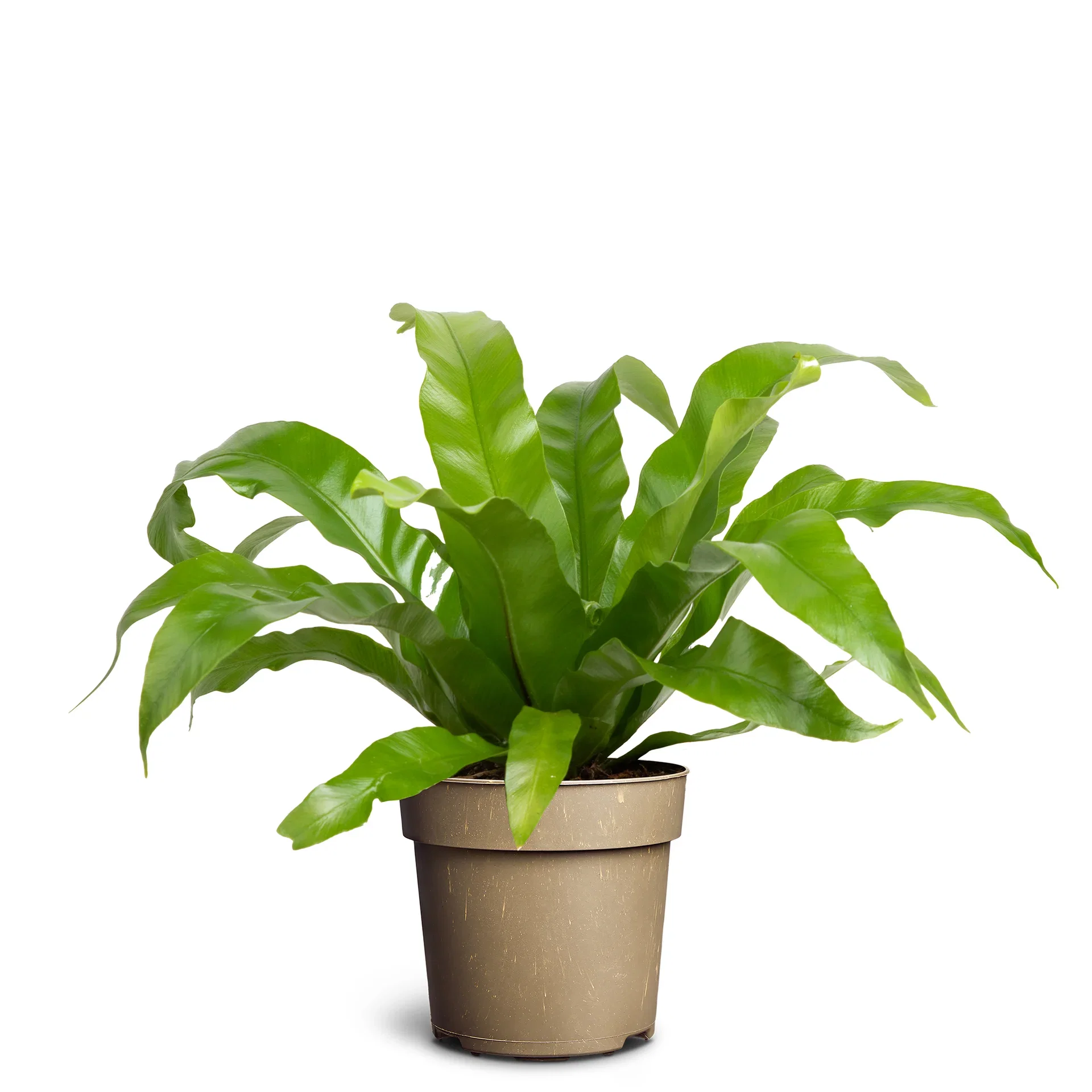 Asplenium nidus 'Cobra' Fugleredebregne 'Cobra' Høyde 25 cm