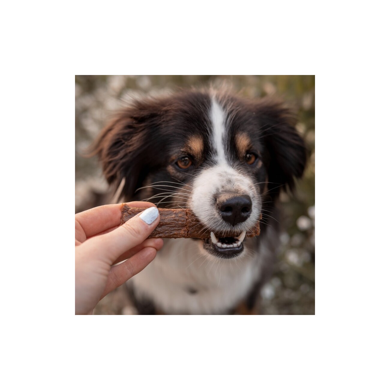 Bellfor Hundesnack - Fleischstreifen Wildschwein - 100g
