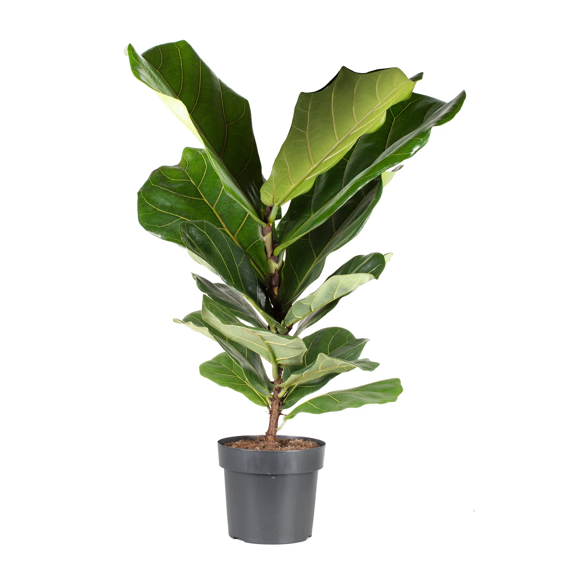 Ficus lyrata Fiolinfiken Høyde 50-70 cm