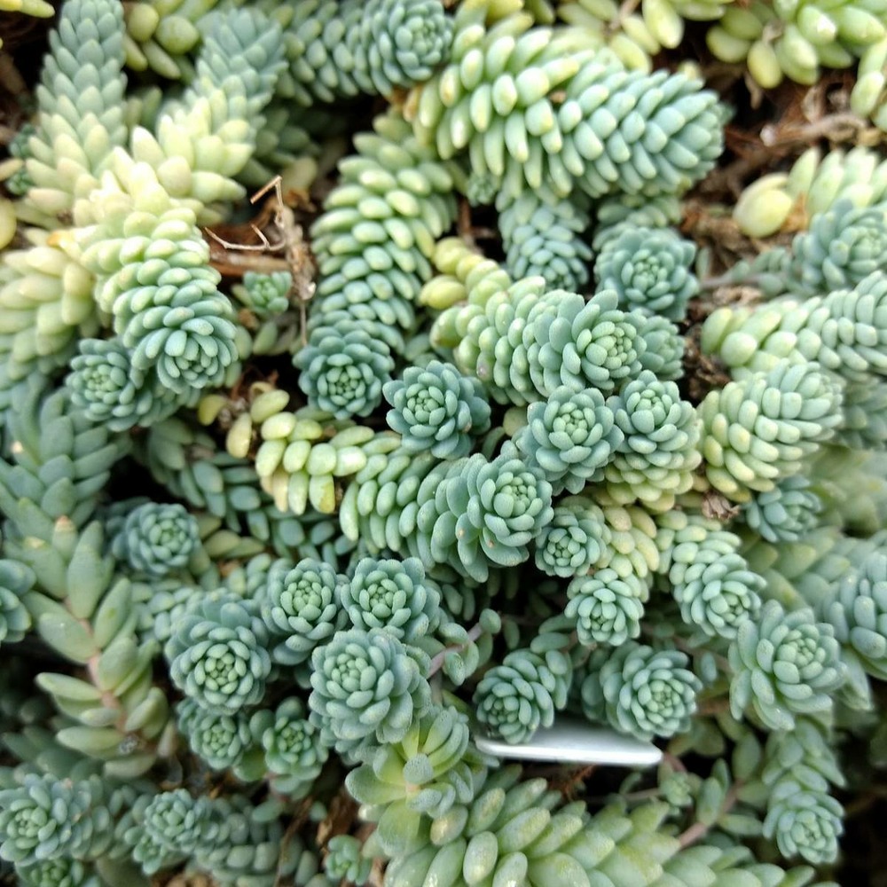 Orpin à feuilles épaisses divergens/sedum dasyphyllum divergens[-]godet