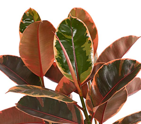 Gummibaum - Ficus elastica 'Belize'