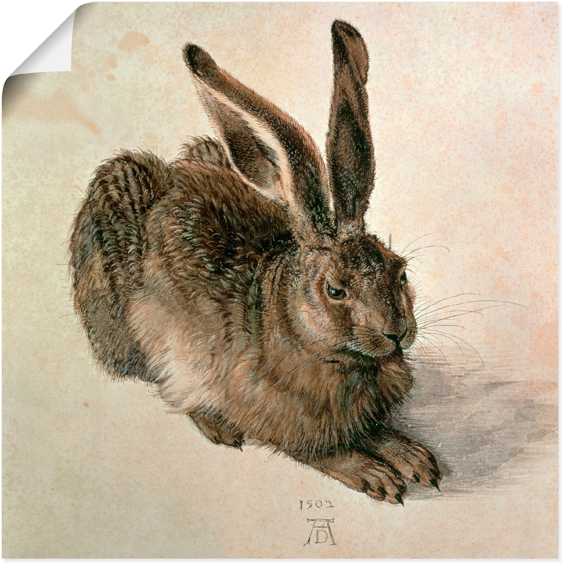 Artland Wandbild »Junger Feldhase. 1502« Wildtiere 1 Stk. tlg. als Leinwandbild, Poster in verschied. Grössen