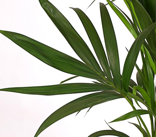 Kentiapalme, Howea forsteriana, Hydrokultur