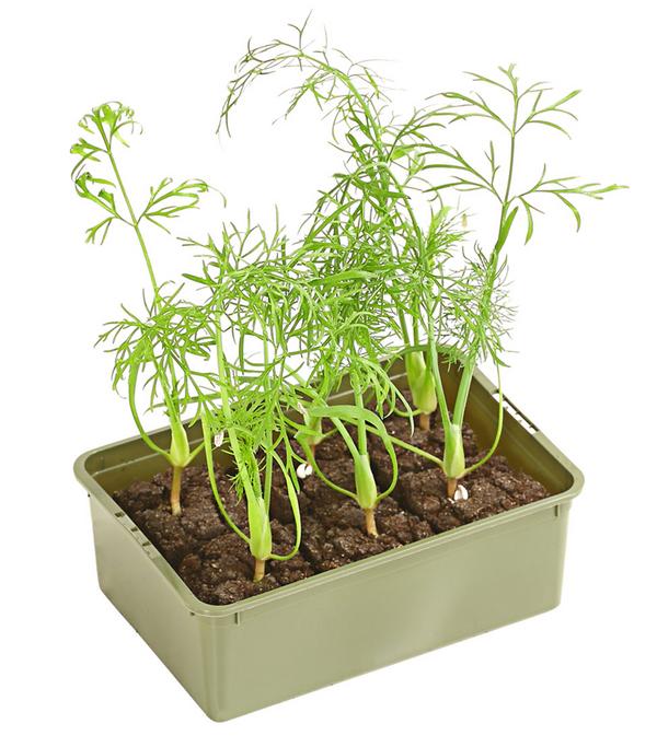 Bio Knollenfenchel, 6er Schale