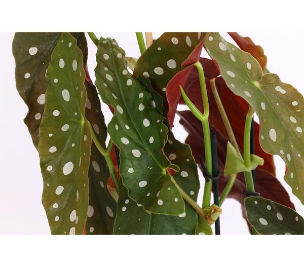 Polka-Dot Begonie - Begonia maculata