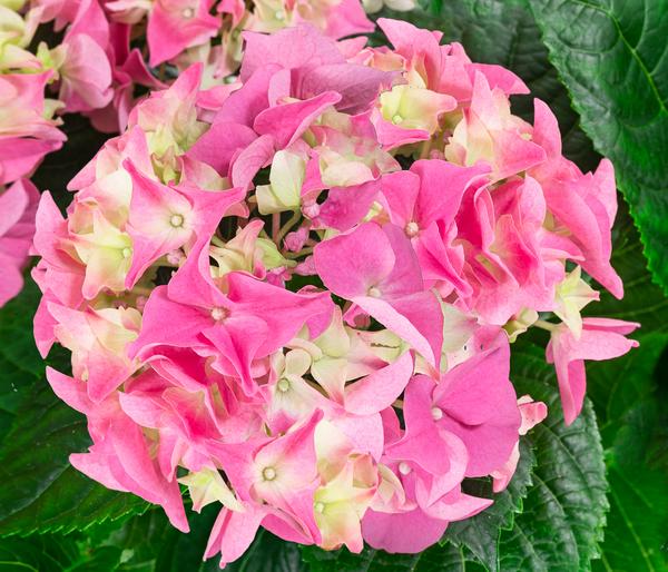 Midi Hortensie - Hydrangea macrophylla,