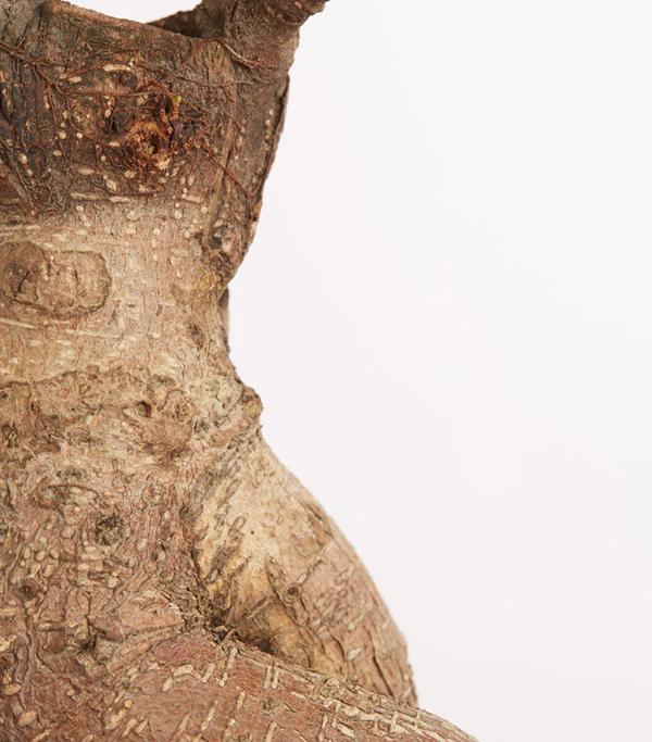 Chinesische Feige - Ficus microcarpa