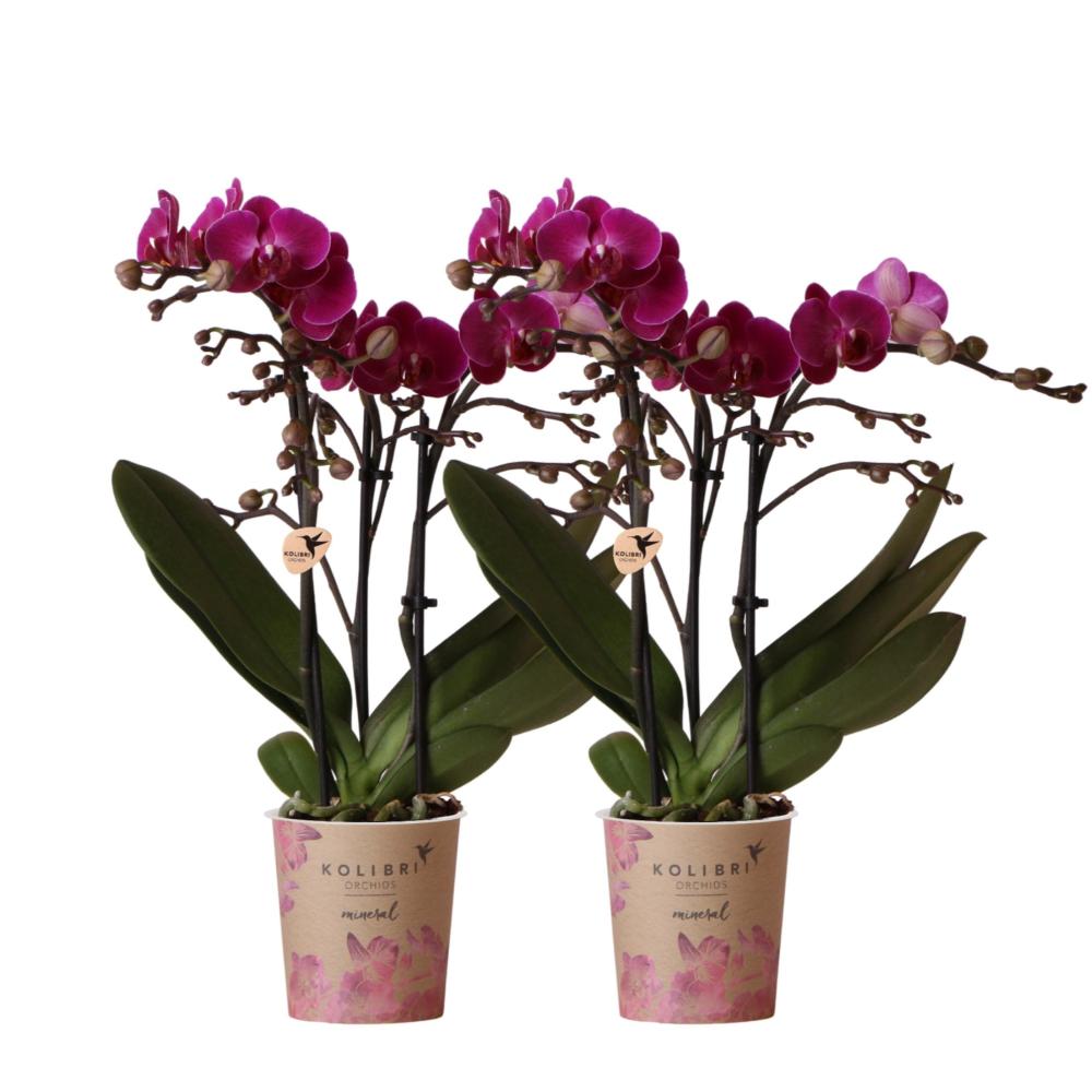Plante d'intérieur - orchidée phalaenopsis mauve - lot de 2 35cm