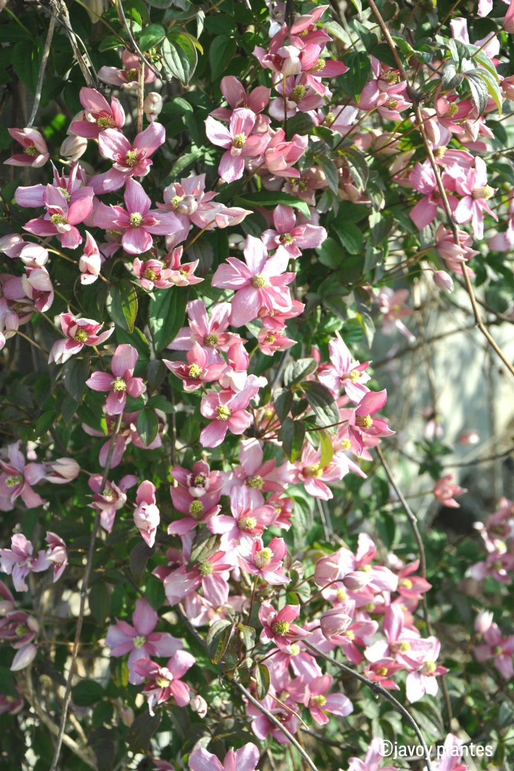 Clématite 'broughton star' - 3l