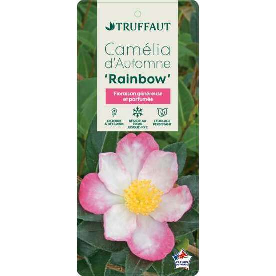 Camellia 'Rainbow' : H. 60/70 cm ctr 7L