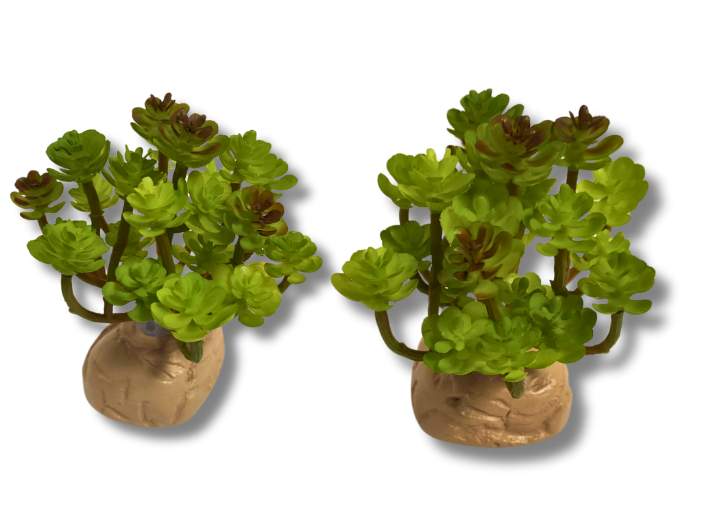 Planta Sedum para decoração de terrário