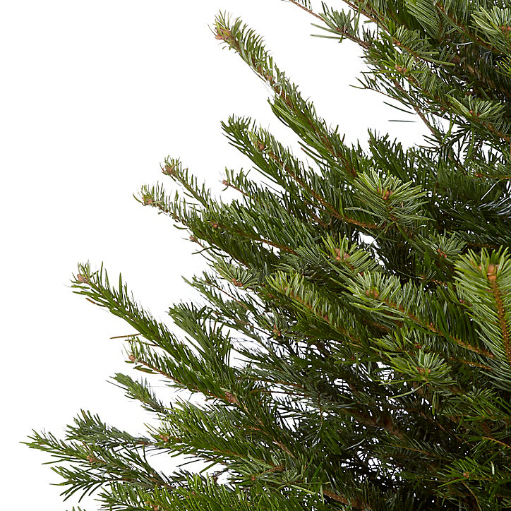 Sapin naturel Nordmann h.150/180 cm