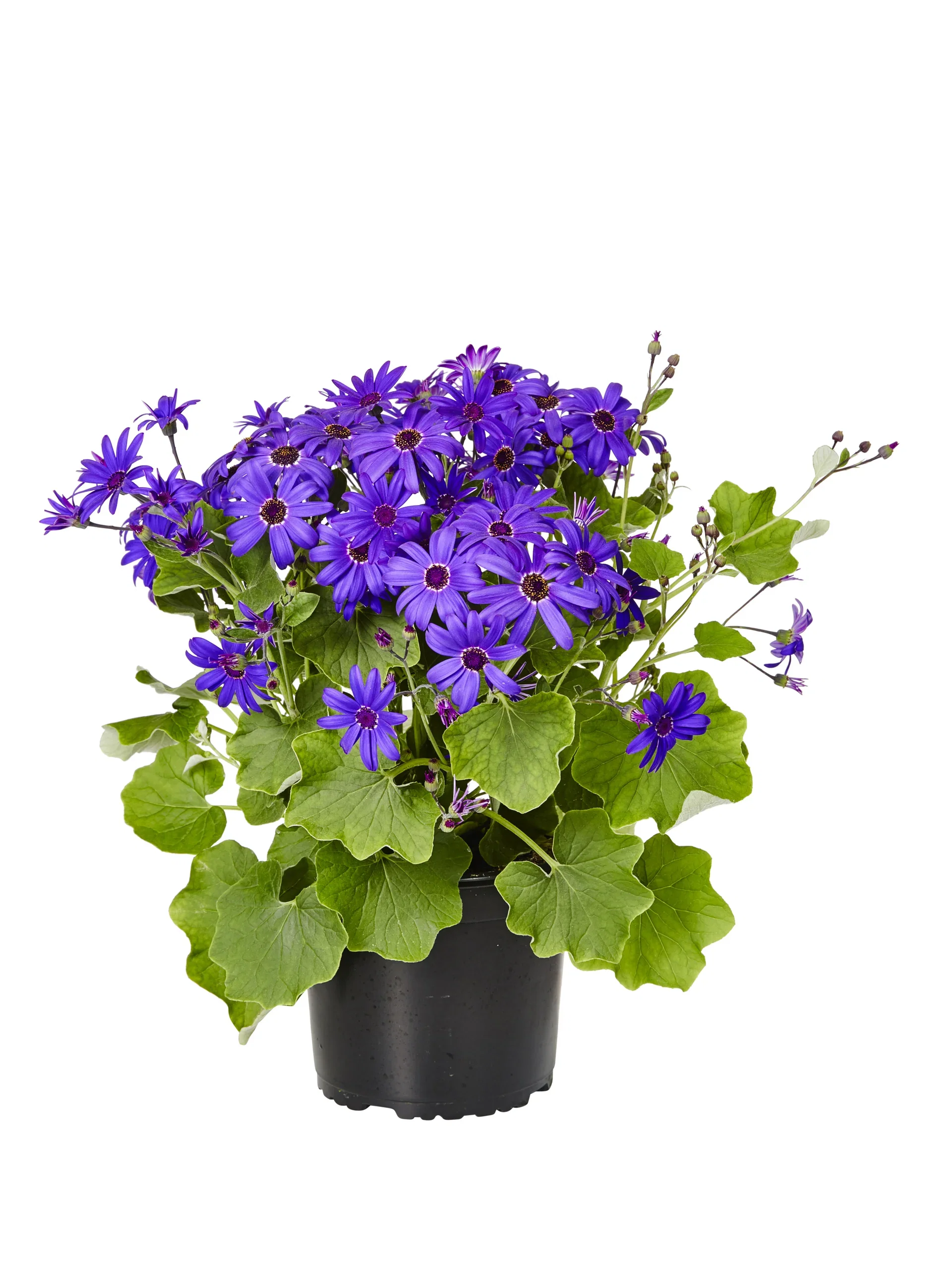 Pericallis Senetti 19 cm Pericallis Senetti Ø17 cm