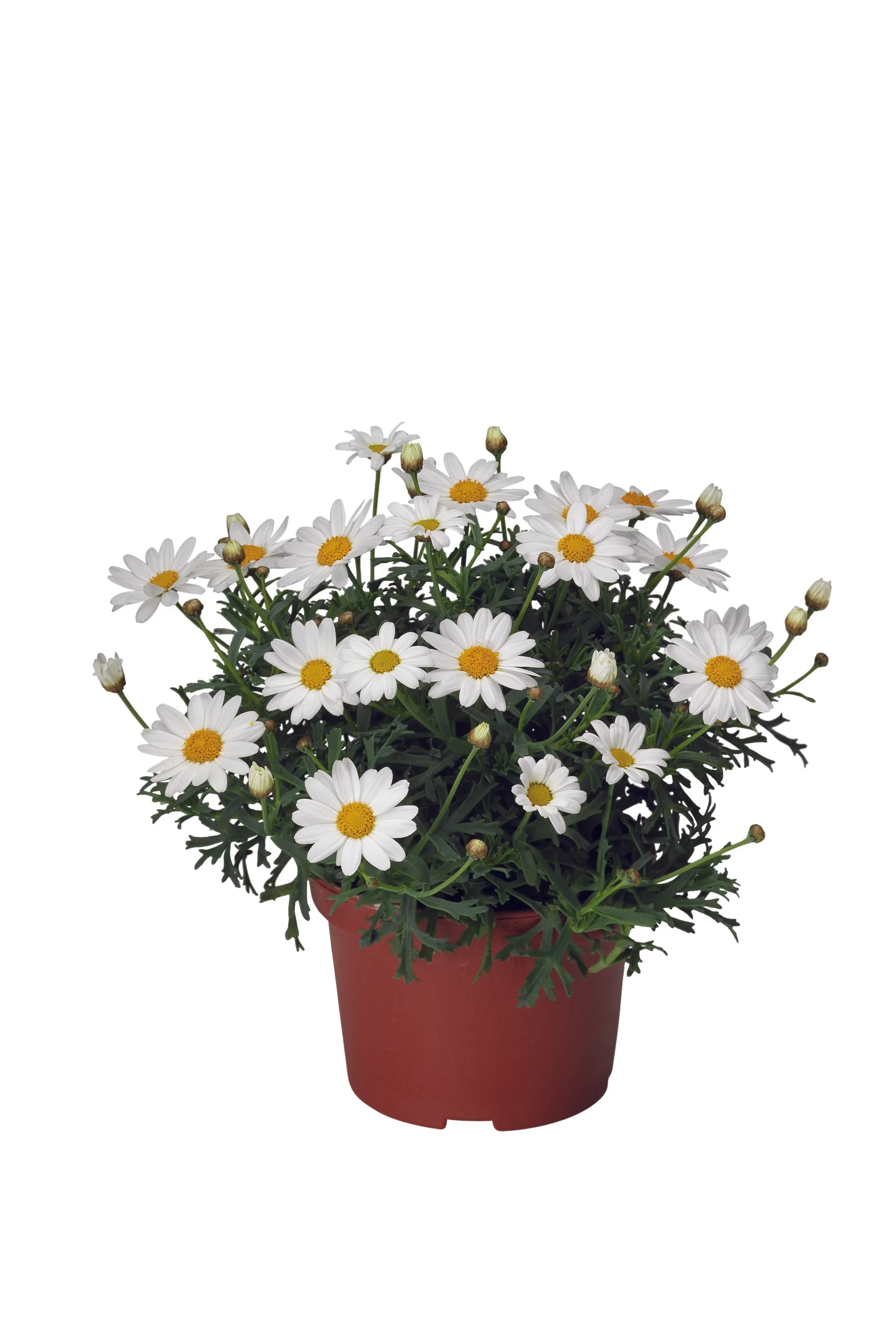 Argyranthemum White 10,5 cm Margeritt Dana Ø10,5 cm
