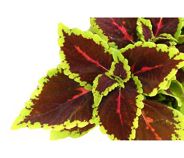 Beet- & Balkonpflanzen-Set Farbexplosion,