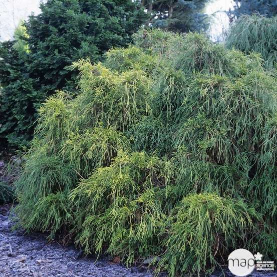 Chamaecyparis pisifera Sungold : pot 4L