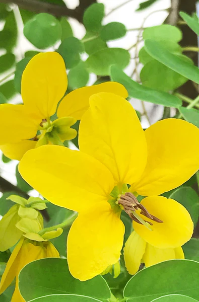Khadi Coloration Végétale - Blond Doré 100g