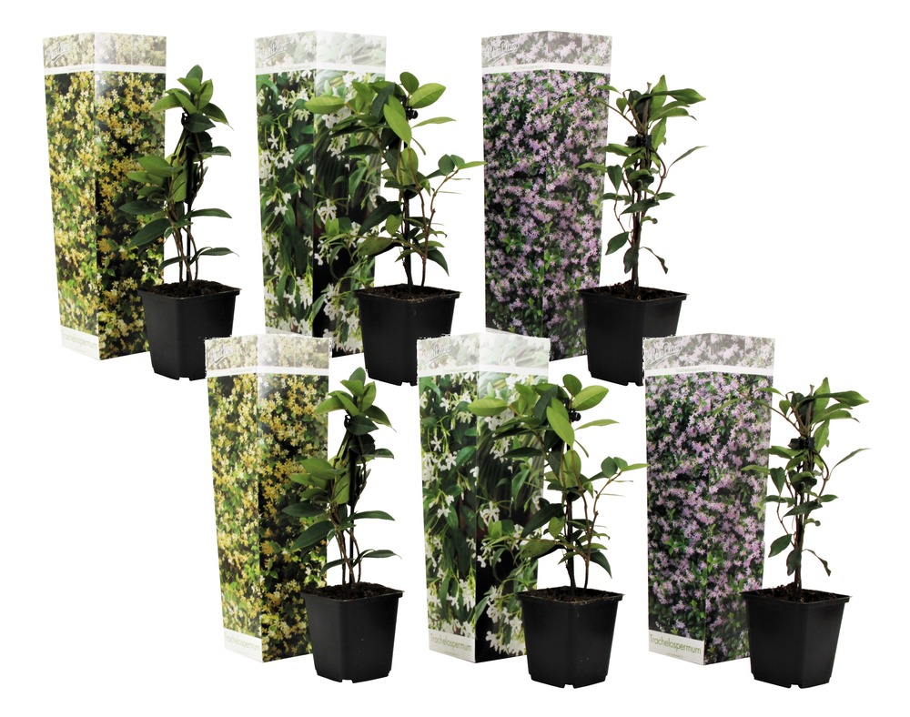 Trachelospernum jasminoides - mélange de 6 - jardin - pot 9cm - hauteur 25-40cm