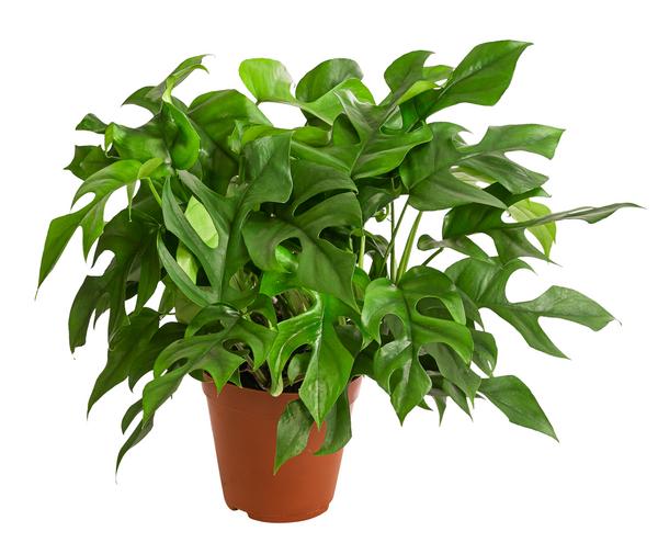 Fensterblatt - Monstera minima/Rhaphidophora
