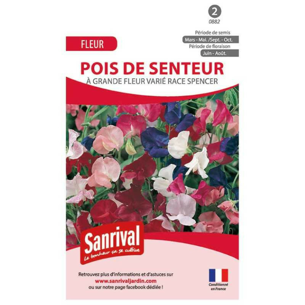 Graines de pois de senteur varié