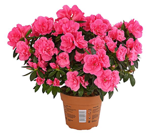 Zimmerazalee - Rhododendron simsii