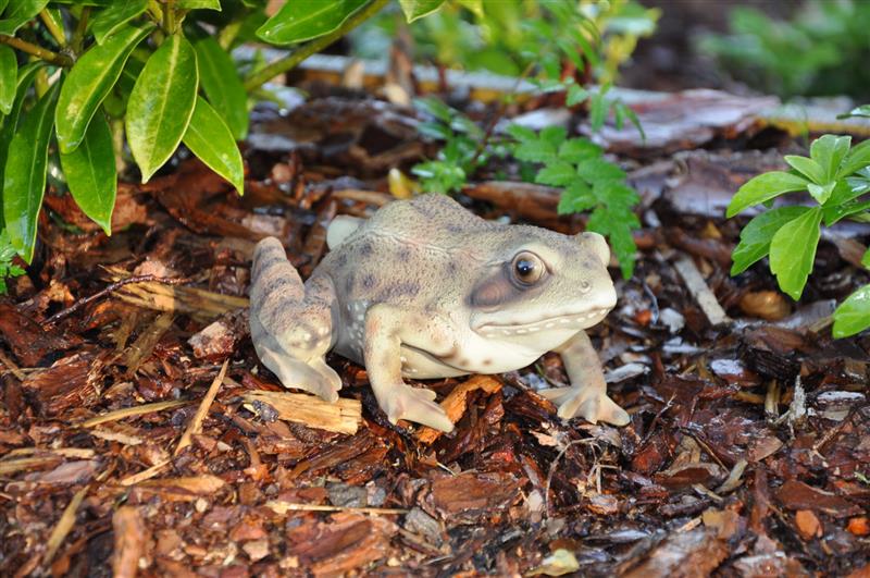Dazikemo Gartenfigur Teichfigur Dekofigur Frosch