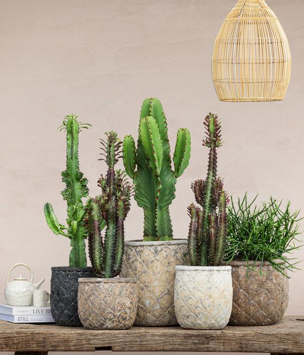 Abessinische Wolfsmilch - Euphorbia abyssinica