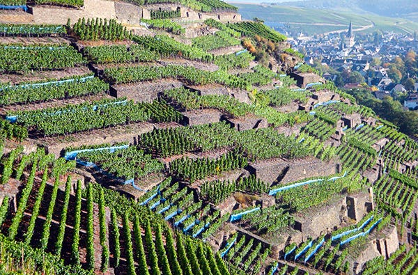 Weinbergwanderung Bad Neuenahr-Ahrweiler