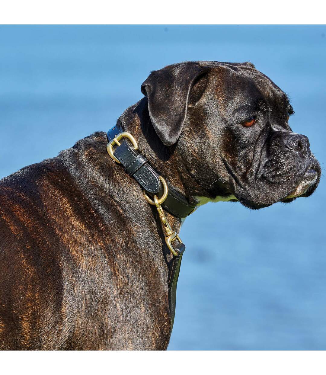 Weatherbeeta - Collier cuir - Chien (Noir) (XS) - UTWB1258