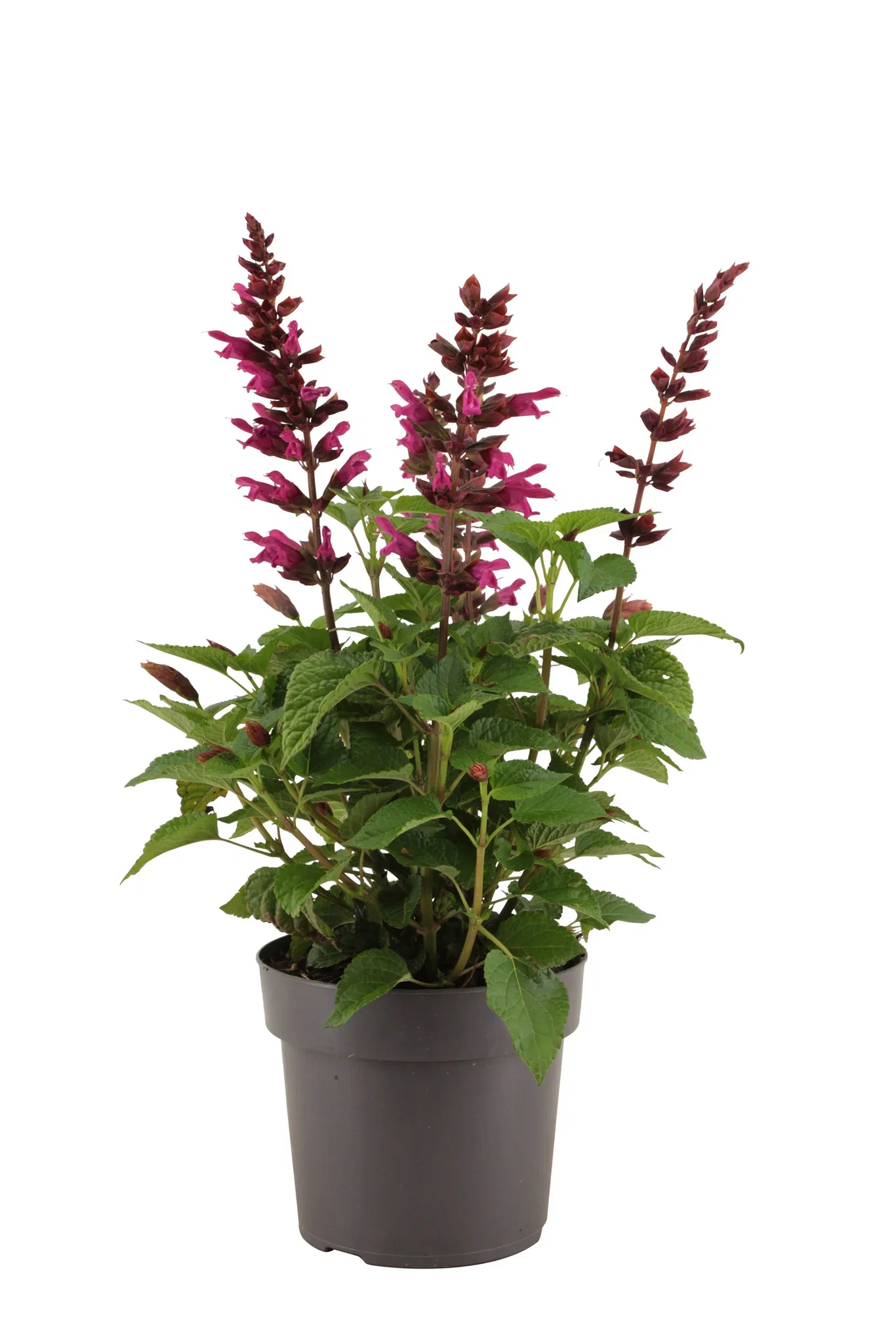 Salvia 'Strawberry Lake' 17 cm Salvie 'Strawberry Lake' Ø17 cm