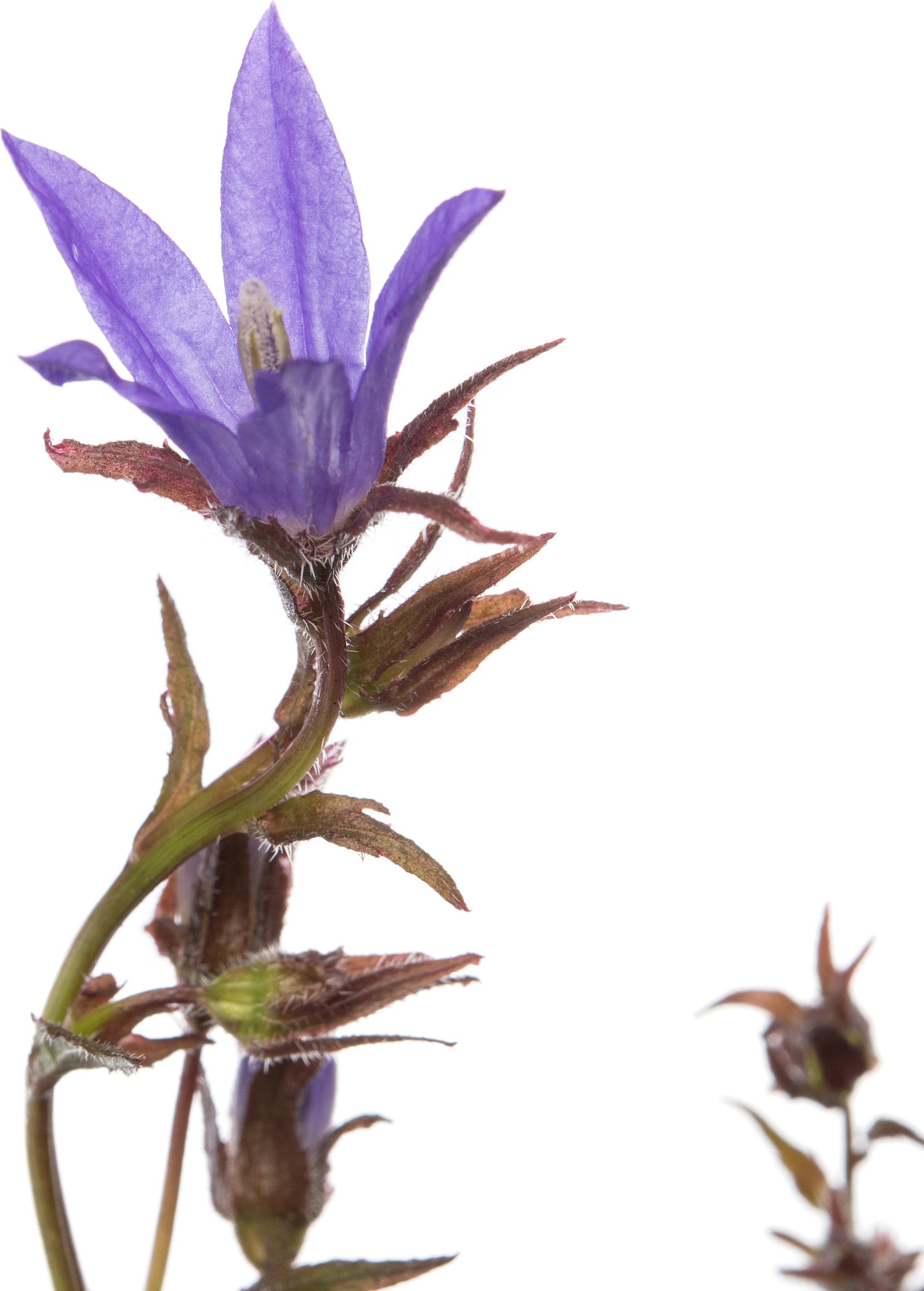 Kruipklokje (Campanula poscharskyana) D 11 H 10 cm