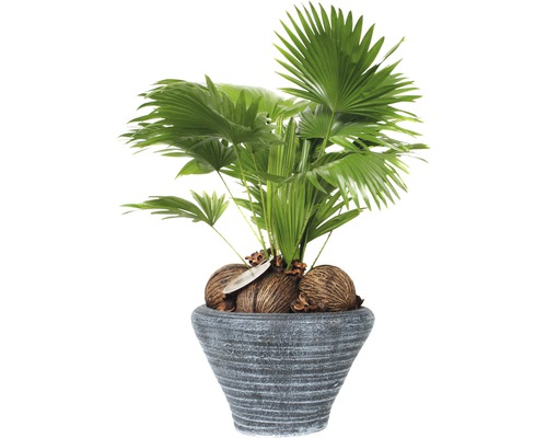 Parasolpalm, rondbladig Livistona FloraSelf Livistona rotundifolia H 60-70 cm Ø 26 cm pot