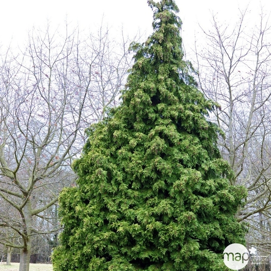 Chamaecyparis Lawsoniana Columnaris : hauteur 80/100 cm pot 10L